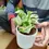 Thumbnail: Money Plant + Ceramic Pot (4x4 inch)