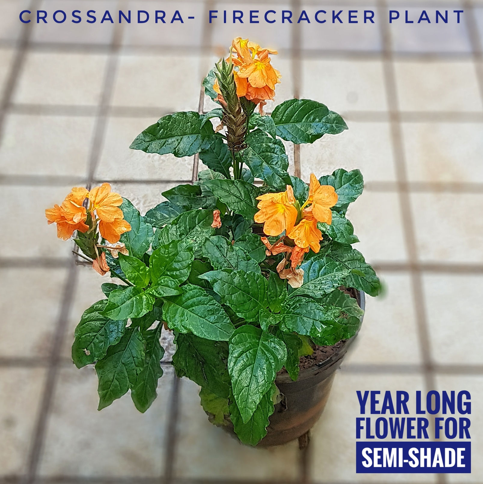 Crossandra (with 6 inch pot)