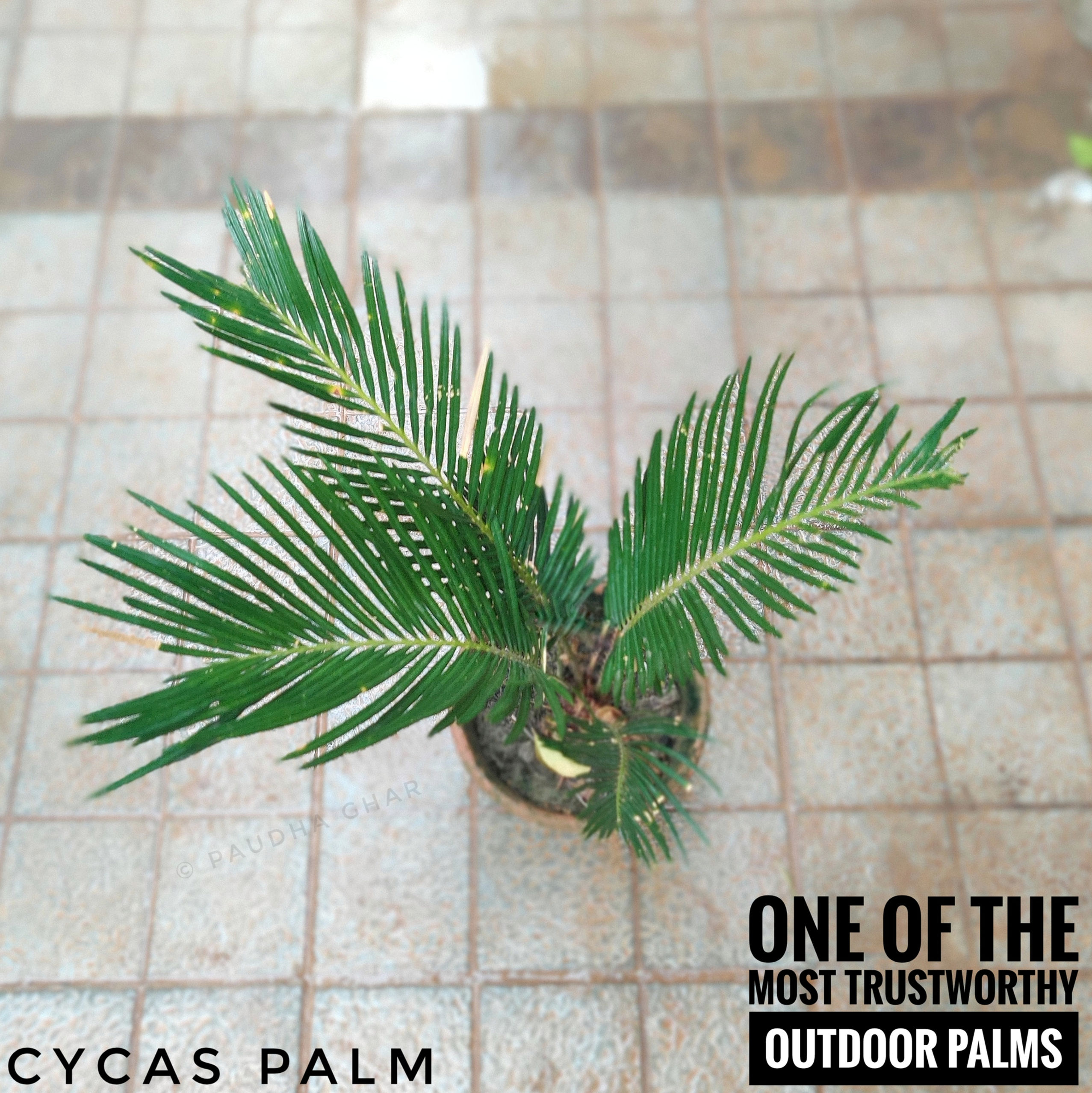 Cycas Palm (with pot options)