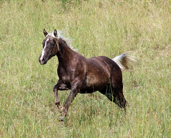 etalon quarter horse
black silver dapple
lignée Hancock