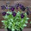 Thumbnail: Viola 'Prunella'