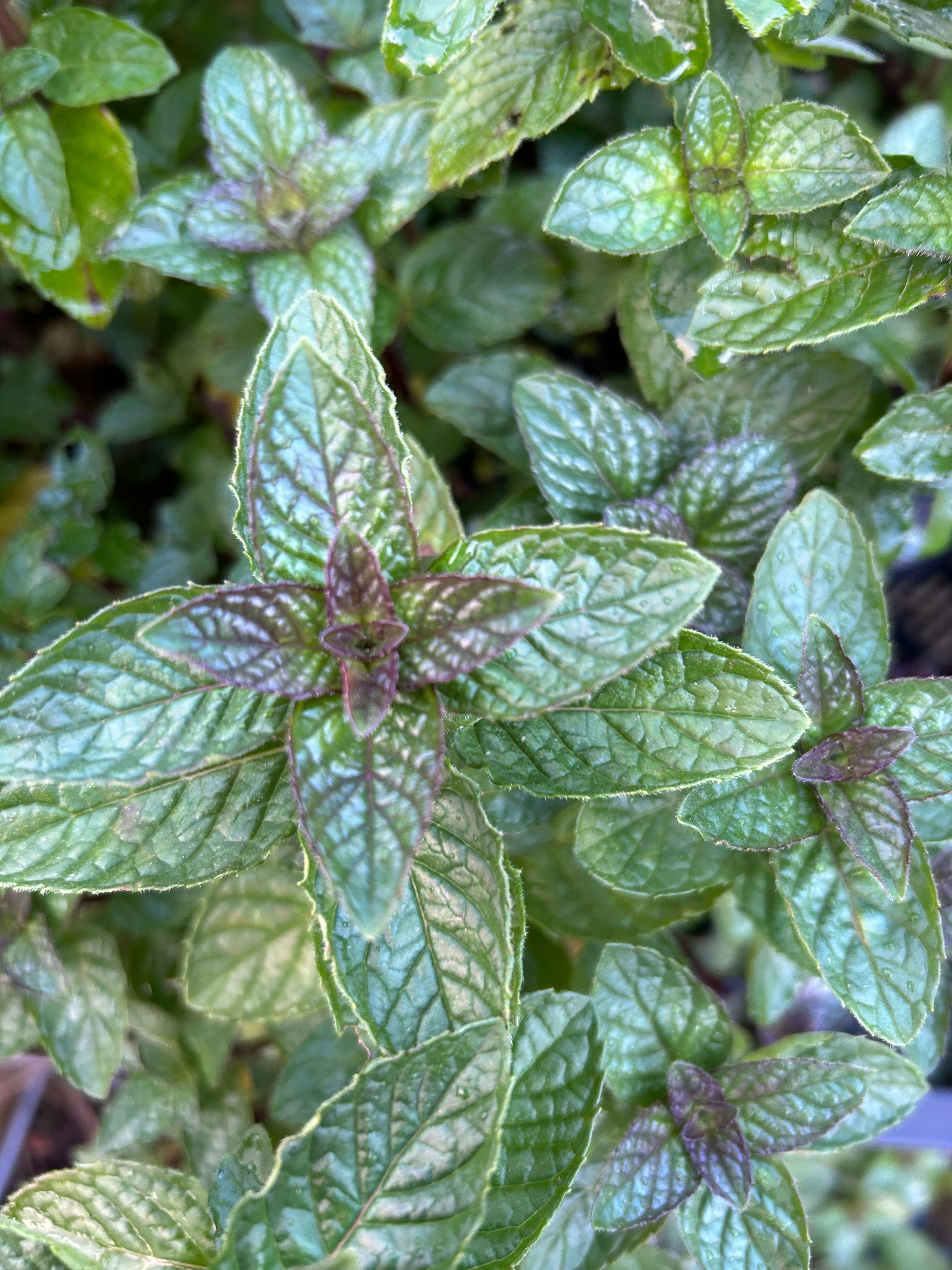 HERB Mentha 'Berries and Cream' (Berries and Cream Mint)