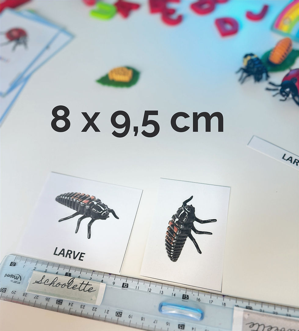 Miniature : 🐞Kit langage et éveil du cycle de vie de la Coccinelle🐞