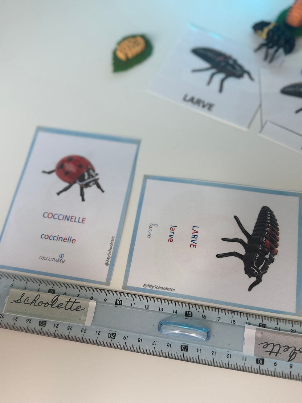 Miniature : 🐞Kit langage et éveil du cycle de vie de la Coccinelle🐞