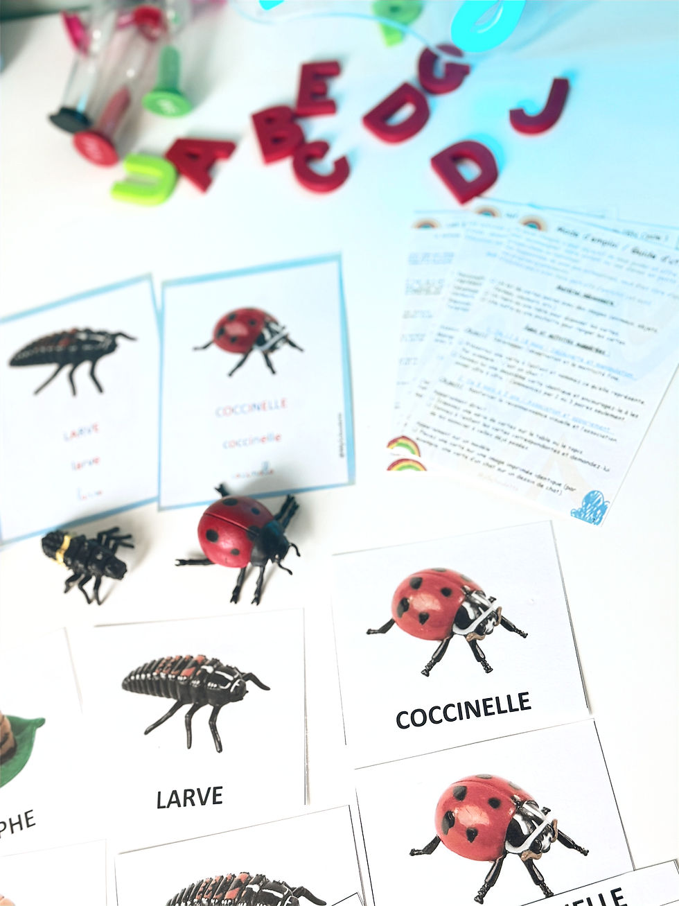 Miniature : 🐞Kit langage et éveil du cycle de vie de la Coccinelle🐞