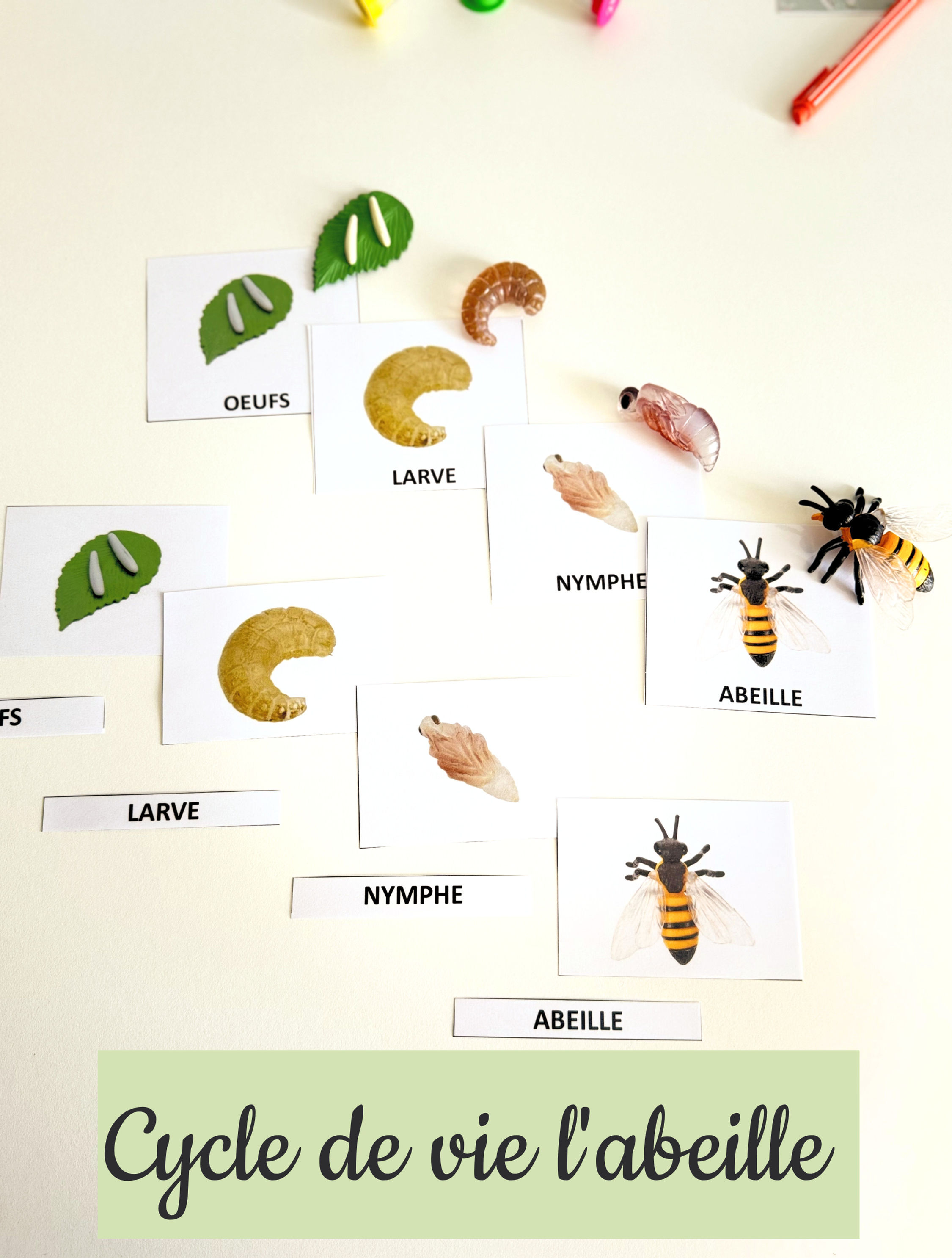 Cycle de vie Abeille + Cartes Montessori + Guide