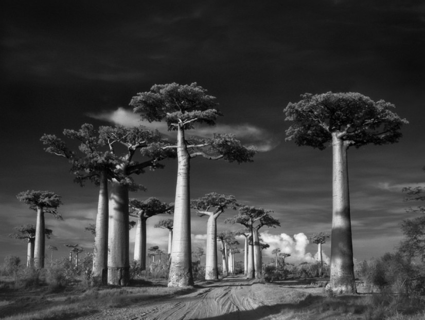 arbol-960x623 (1).jpeg