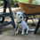 Thumbnail: Central California SPCA