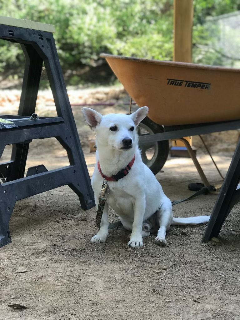 Thumbnail: Central California SPCA