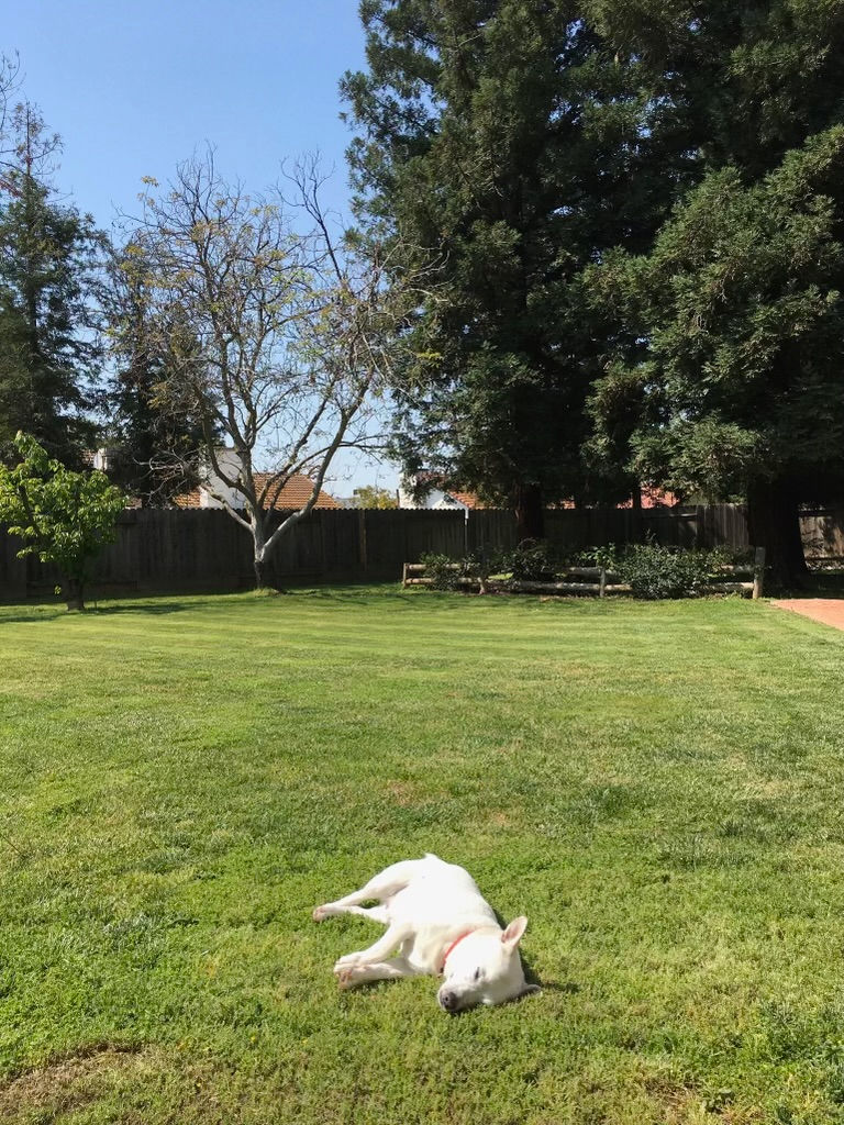 Thumbnail: Central California SPCA