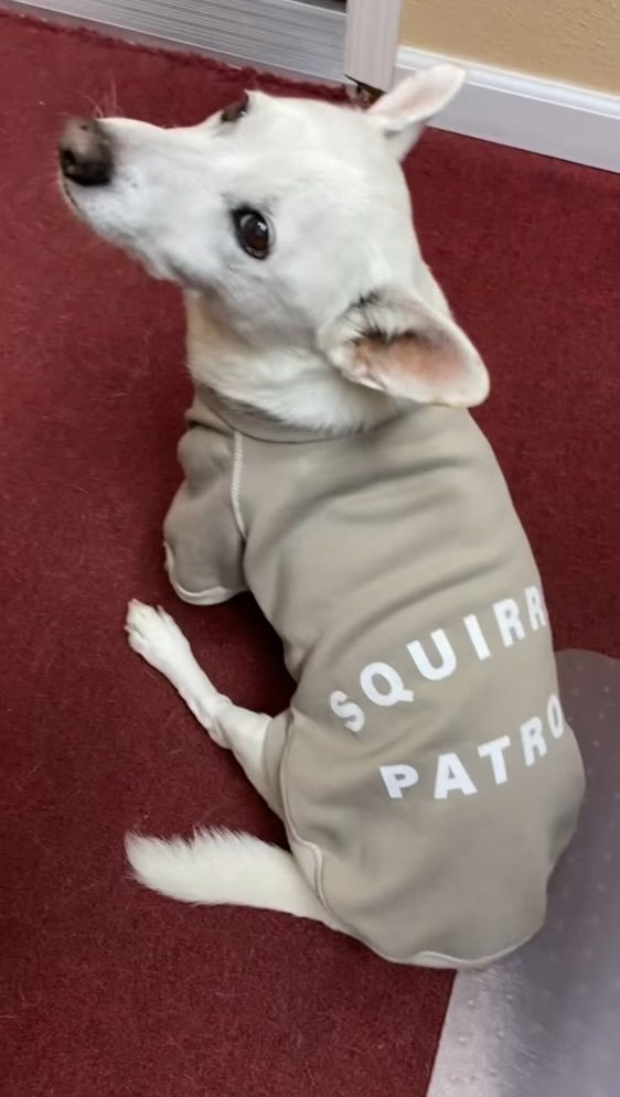 Thumbnail: Central California SPCA