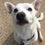 Thumbnail: Central California SPCA