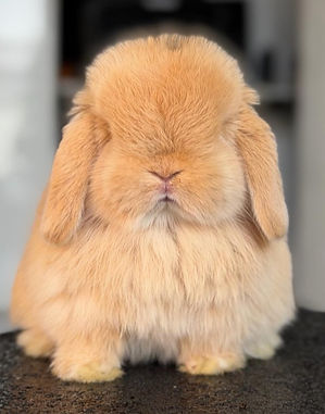 Standart plemene Mini Lop
