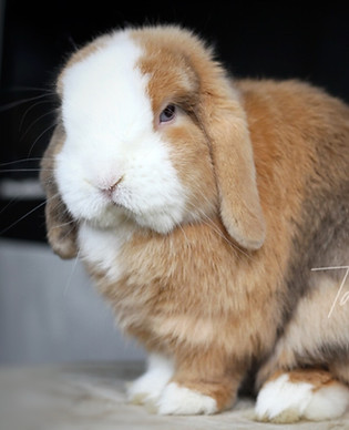 IMG_0150 (1) Large.jpeg