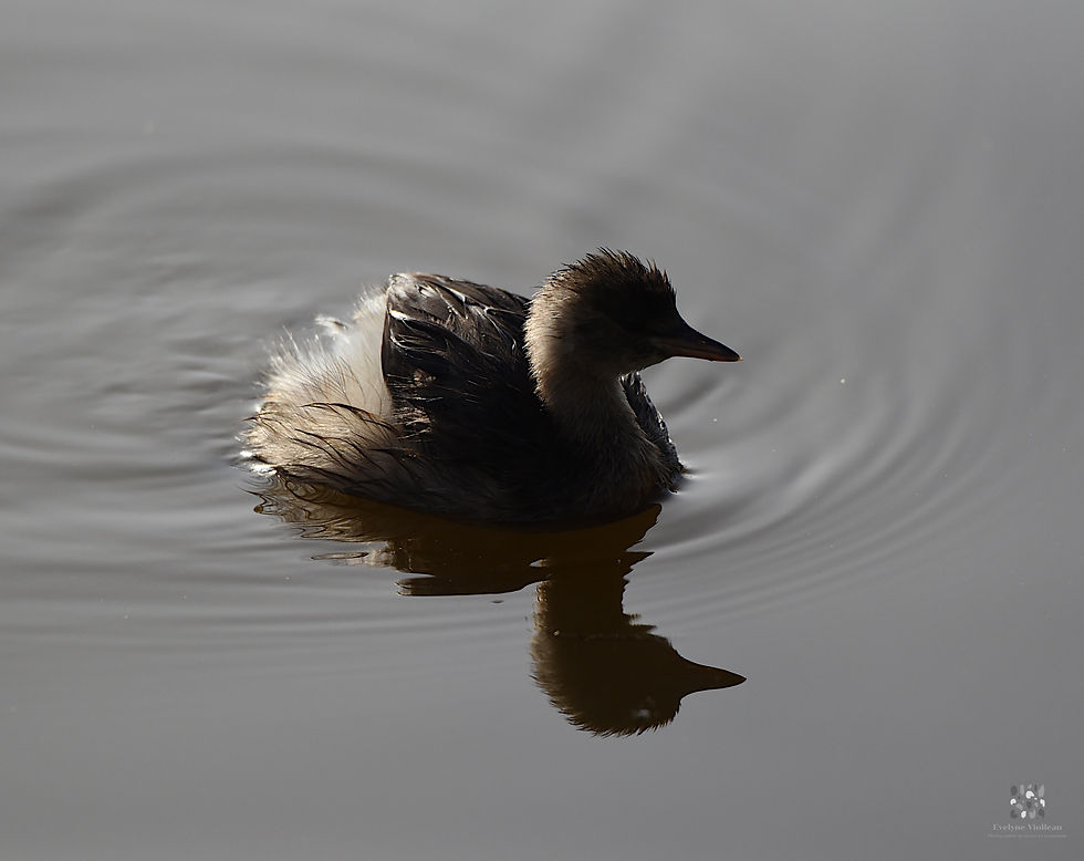 Grèbe castagneux, plongeur infatigable et souvent tout mouillé (!),  en contre-jour dans la fin d'après-midi, en Brenne.