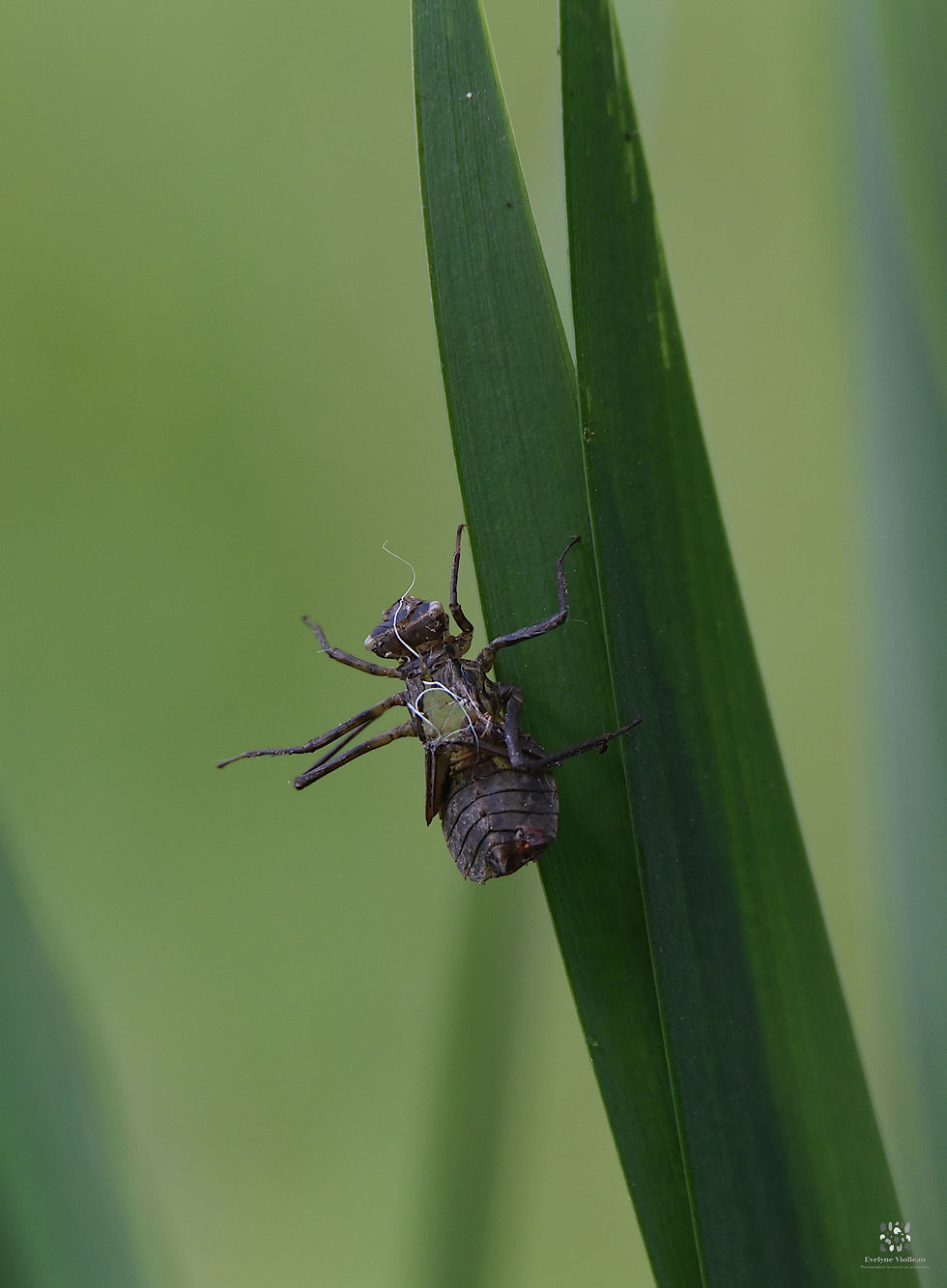 Enveloppe de libellule (exuvie)