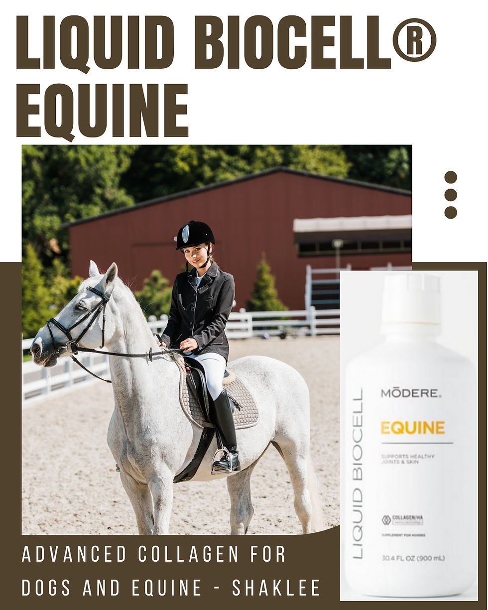 Liquid BioCell® Equine: Advanced Collagen Horses