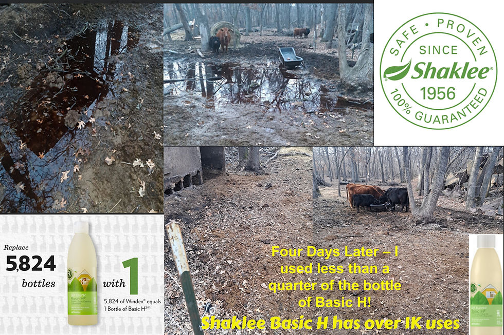 Muddy farm with cows, bottles of Shaklee Basic H, "Safe Proven Since 1956". Text highlights usage and effectiveness in cleaning.
