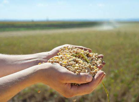 The Truth About Soy: What You Need to Know