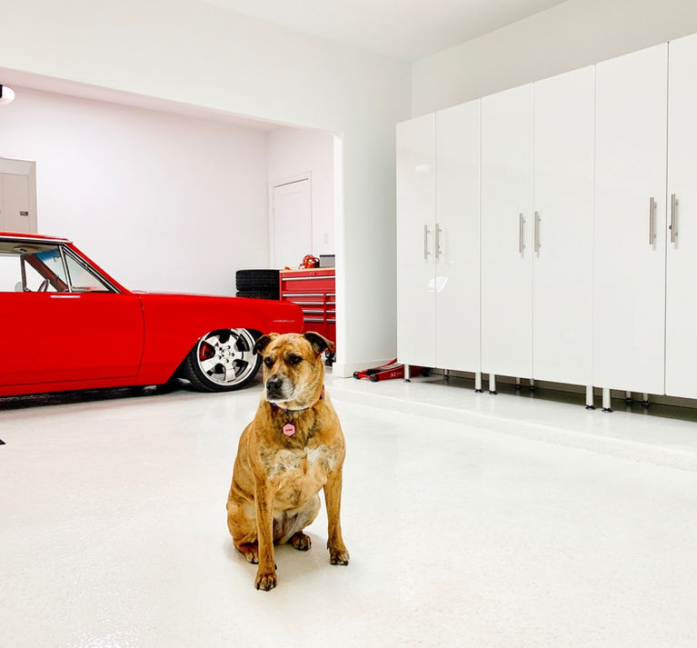 White_dog.jpg