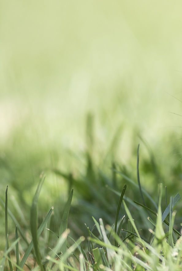 Grasfläche.jpg