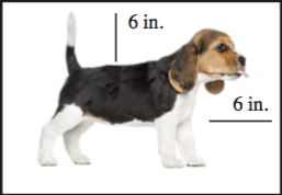 Illustration by Taylor Fenton; Dogs in puppy mills usually live in cages with a minimum federal requirement of 6 inches by 6 inches of extra room
