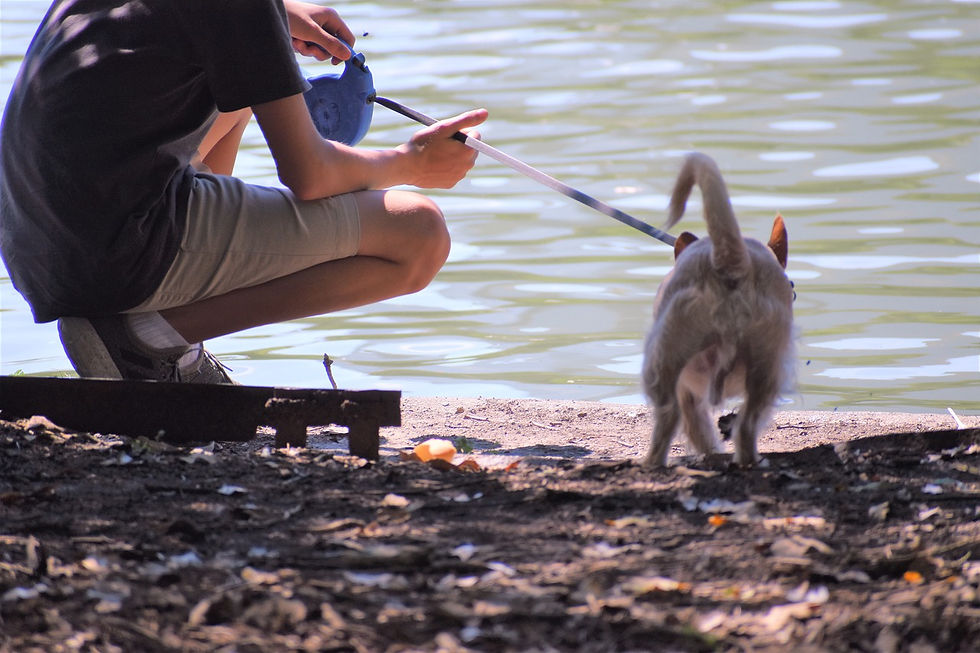 A dog and their human on a retractable leash near the lake in the sun