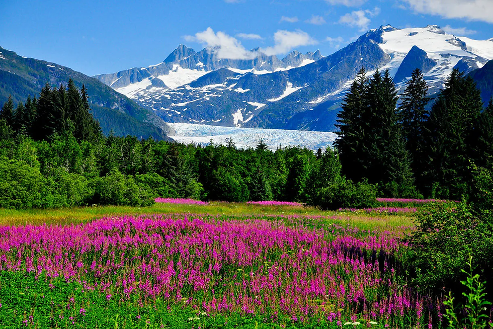 Purple wildflowers in a meadow with lush green trees, beneath snow-capped mountains and a blue sky.
