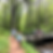 People walk on a forest trail and a wooden bridge. Tall trees surround them. Kids play energetically, and the scene feels joyful and lively.