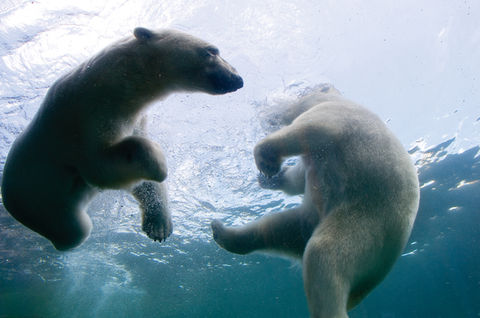 Polar bears at Columbus Zoo and Aquarium
