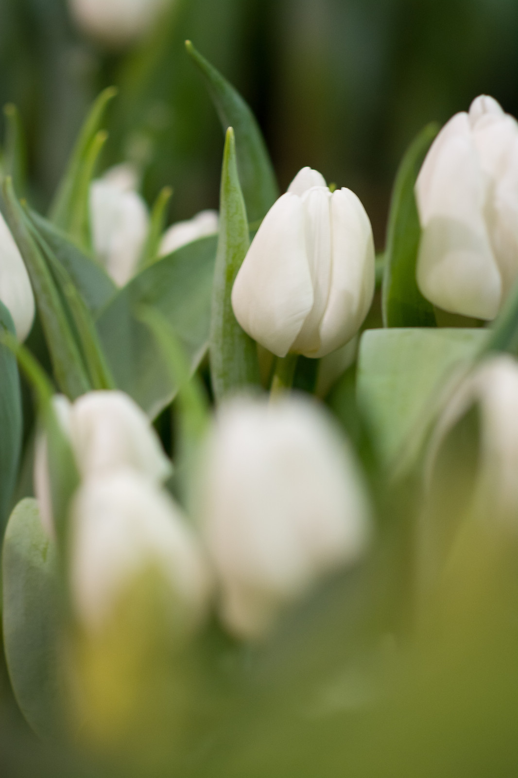 Columbus Dispatch Home And Garden Show