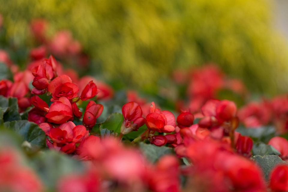 Flowers at Columbus Dispatch Home and Garden Show