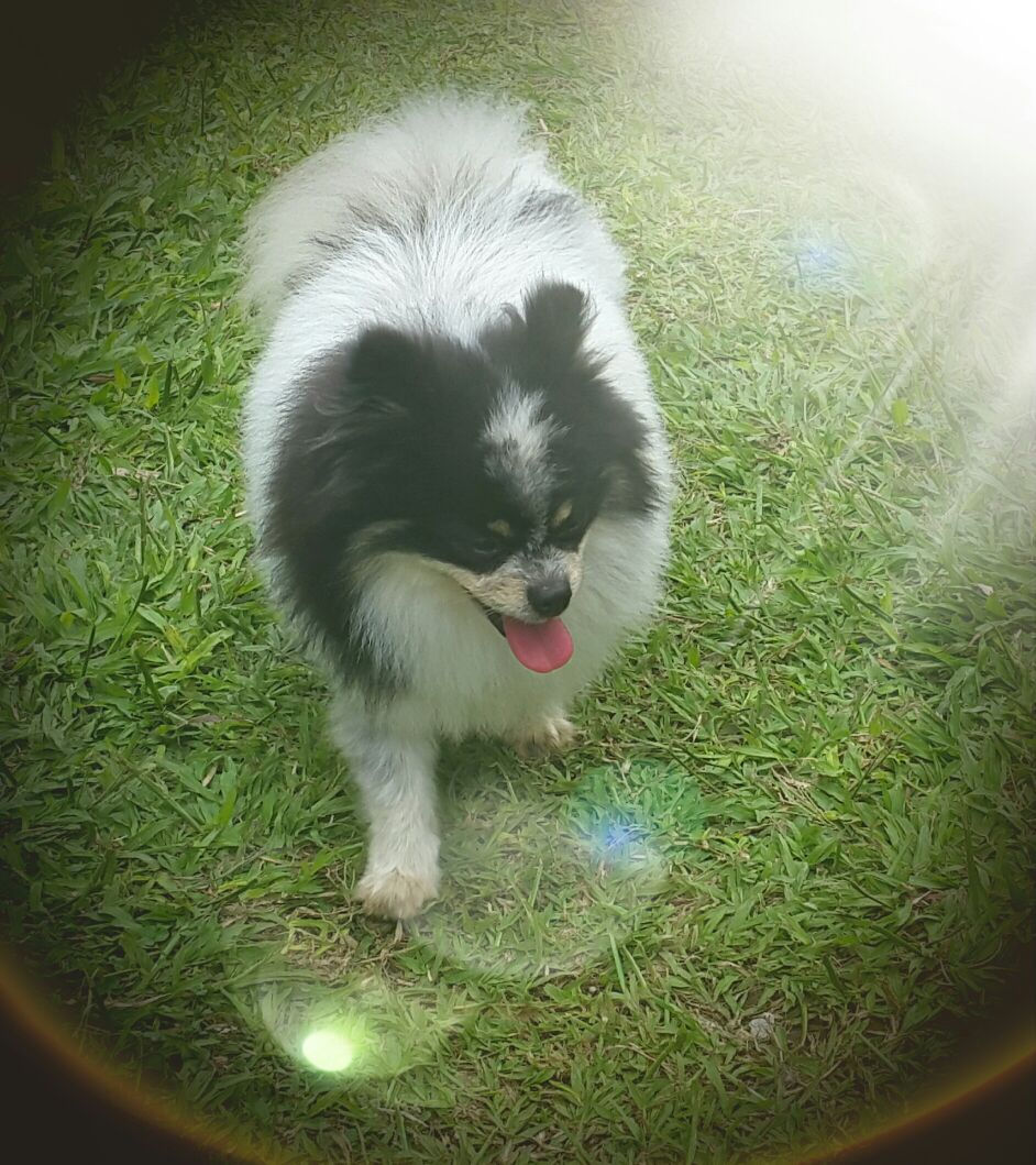 Bear Face, Padrote