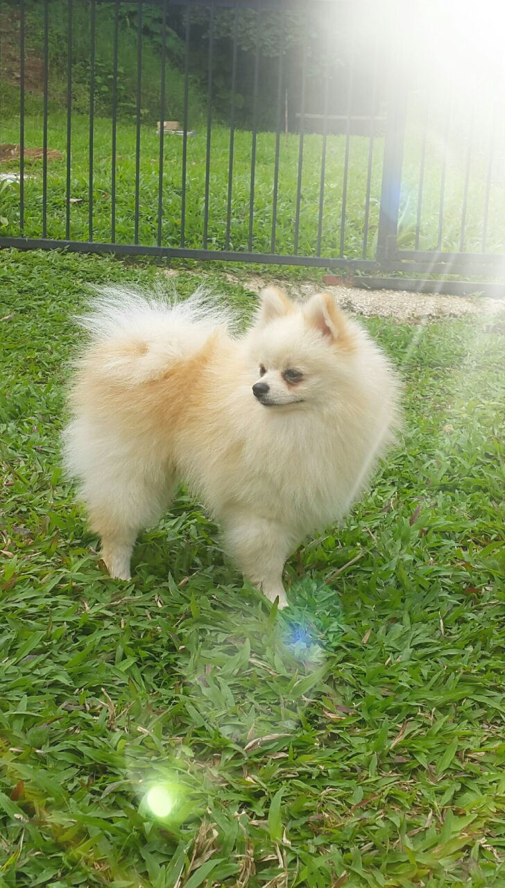 Teddy, Padrote