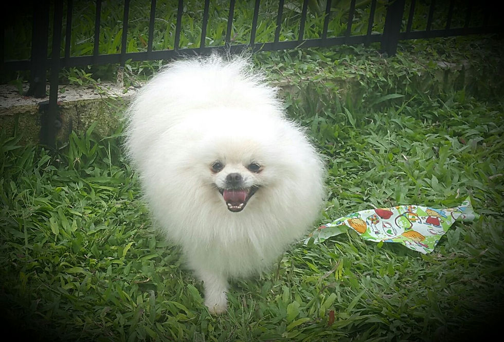 Charlie Snow, Padrote