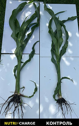 corn_swapped_labels.jpg