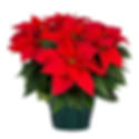 Poinsettia - 8" Pot