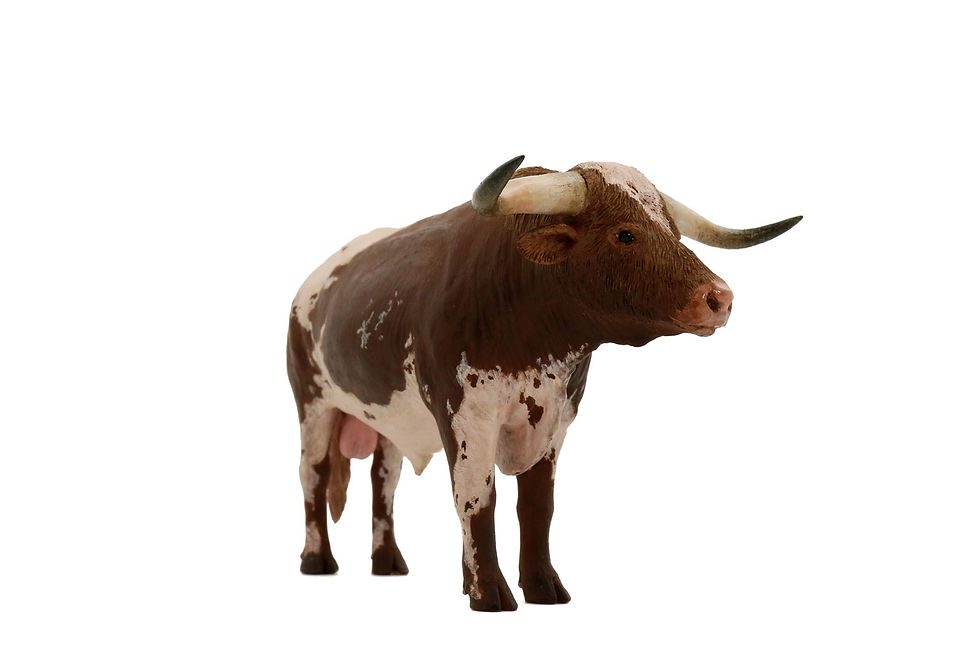 Thumbnail: Texas Longhorn 德州長角牛
