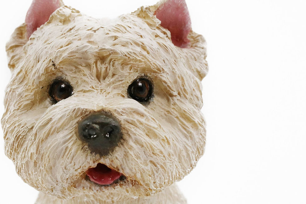 Thumbnail: West Highland White Terrier 西高地白㹴