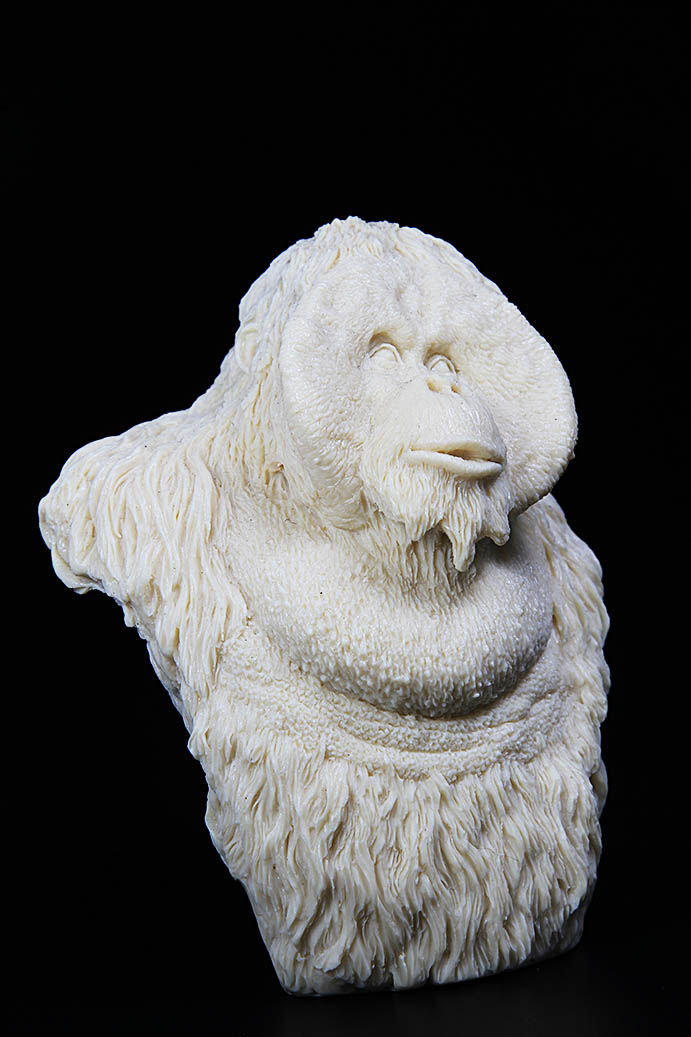 Thumbnail: Pongo 紅毛猩猩