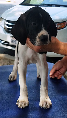 JxS 8-4-18 Dark Blue D.jpg