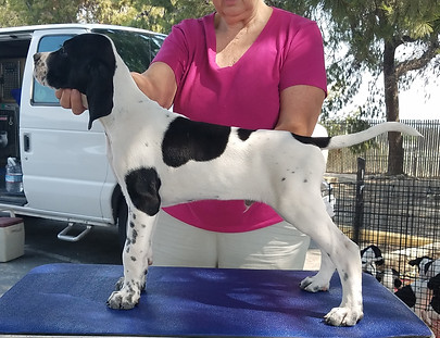 JxS 8-4-18 Black-Olive H.jpg