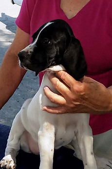 JxS Litter Mini Reveal ZIVA.jpg