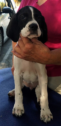 JxS 8-4-18 Yellow A.jpg