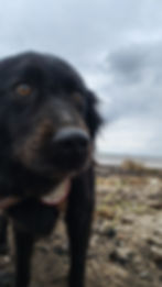 Rosie (4)
