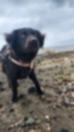 Rosie (1)