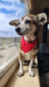 Brooky (11)