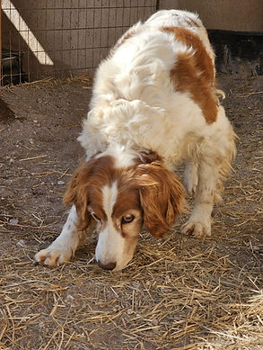 Rocky (5)