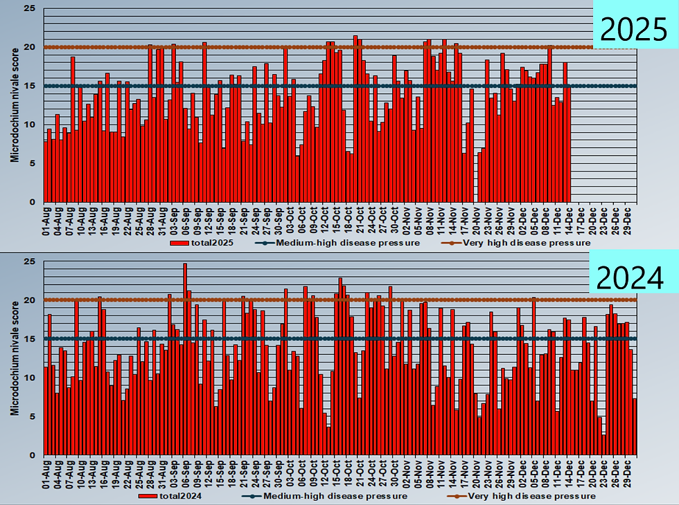 Microdochium nivale disease model pressure - 2025 vs. 2024