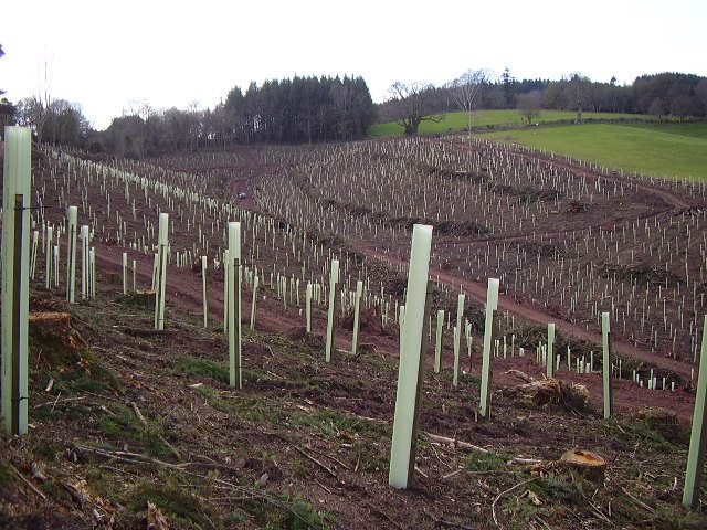 Large Plantation.png